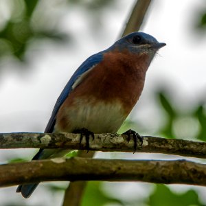 Bluebird photo