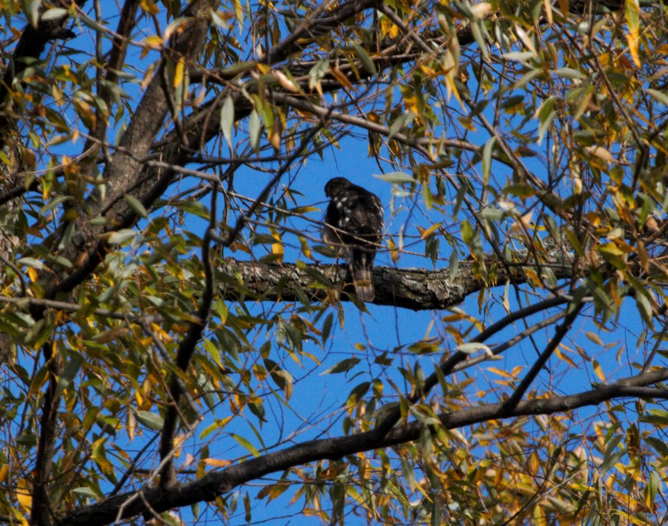IMG 0292c Sharp-shinned Hawk Whispering Willows Area Kankakee Co IL 10-19-2016