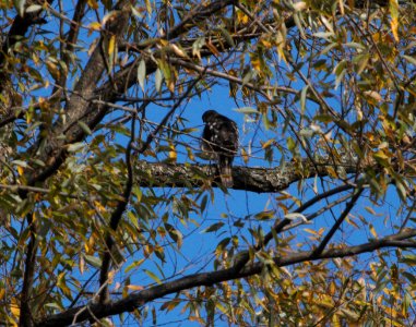 IMG 0292c Sharp-shinned Hawk Whispering Willows Area Kankakee Co IL 10-19-2016