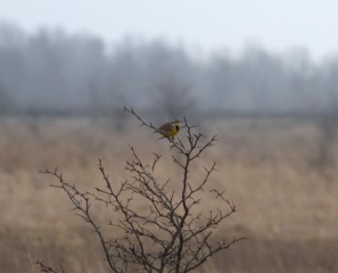 IMG 4473c Eastern Meadowlark TNC Kankakee Sands IN 3-1-2017