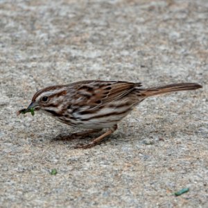 Hungry Sparrow photo