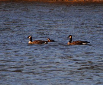 IMG 3339c Ring-necked Duck Kankakee River SP Kankakee Co IL 12-28-2016