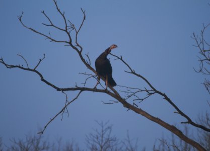 IMG 4196c Wild Turkey Pembroke Kankakee Co IL 2-19-2017