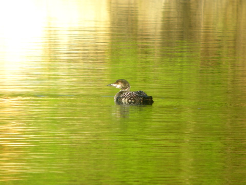 DSCN0233c Common Loon Bird Park Quarry Kankakee IL 5-7-2017