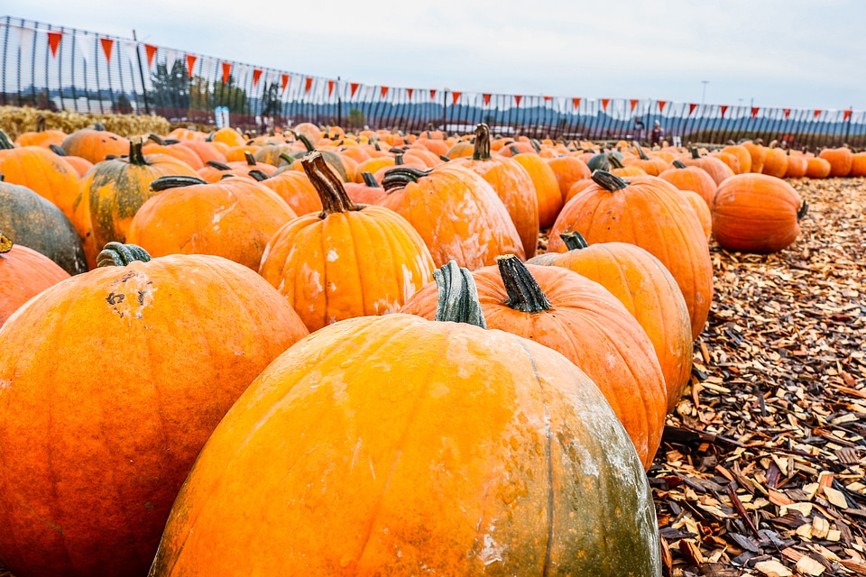 Autumn season fall