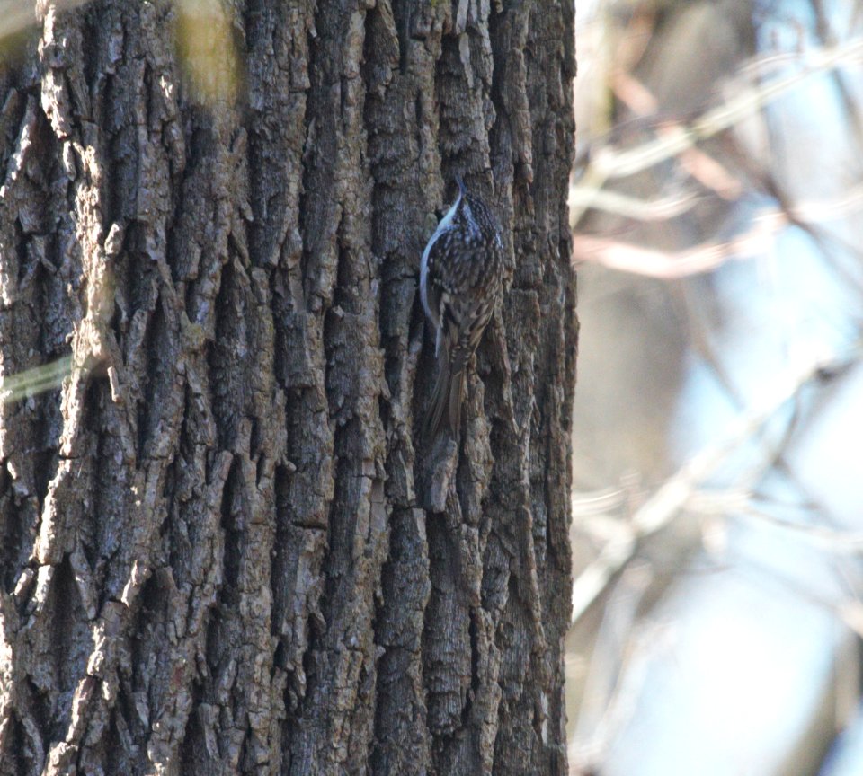 IMG 3385c Brown Creeper Kankakee River SP Kankakee Co IL 12-31-2016