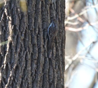 IMG 3385c Brown Creeper Kankakee River SP Kankakee Co IL 12-31-2016