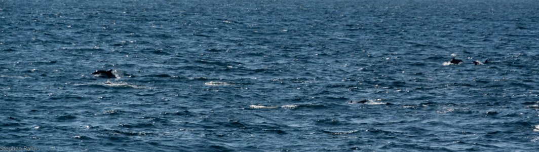 California Dolphins
