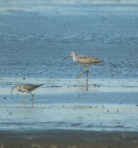 DSCN9766c Lesser Yellowlegs Greater Yellowlegs Whispering Willows Area Kankakee Co IL 3-24-2017