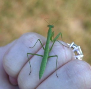 DSCN7675 c Praying Mantis Perry Farm Bourbonnais IL 6-16-07
