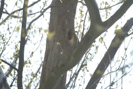 IMG 6153c Pileated Woodpecker Cavity Kankakee River SP Kankakee Co IL 4-25-2017