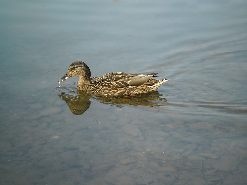 Water bird water bird