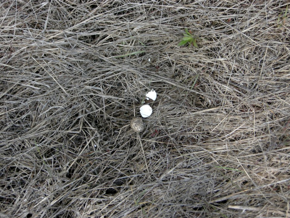 DSCN0249c Killdeer Eggshells Willowhaven Area Kankakee Co IL 5-8-2017