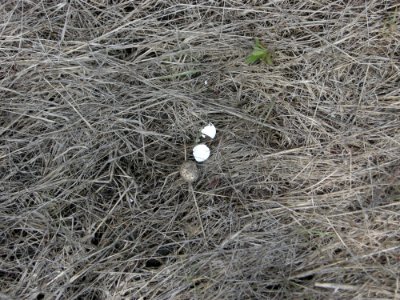 DSCN0249c Killdeer Eggshells Willowhaven Area Kankakee Co IL 5-8-2017