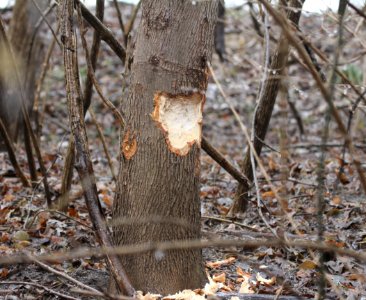 IMG 3560c Beaver Tree Perry Farm Park Bourbonnais IL 1-13-2017