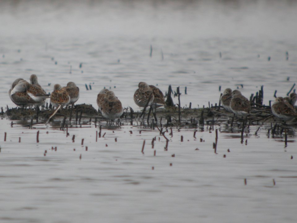 DSCN0112c Dunlin Willowhaven Area Kankakee Co IL 4-30-2017