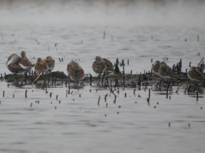 DSCN0112c Dunlin Willowhaven Area Kankakee Co IL 4-30-2017