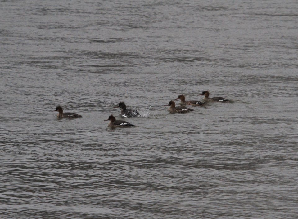 IMG 5113c RB Merganser Kankakee Dam IL 3-25-2017
