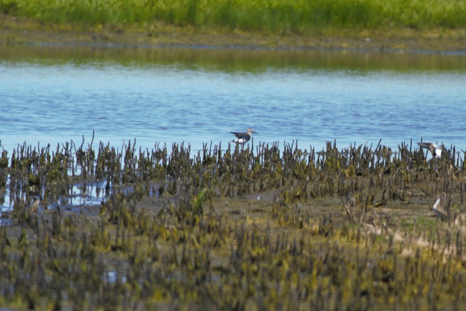 IMG 7460c Stilt Sandpiper Willowhaven Area Kankakee Co IL 6-2-2017