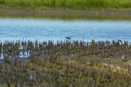 IMG 7460c Stilt Sandpiper Willowhaven Area Kankakee Co IL 6-2-2017