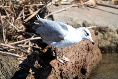 IMG 4846c Ring-billed Gull Beckman Park Kankakee IL 3-10-2017