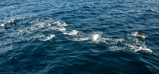 California Dolphins