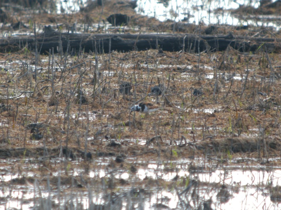 DSCN0263c Ruddy Turnstone LaSalle FWA IN 5-13-2017