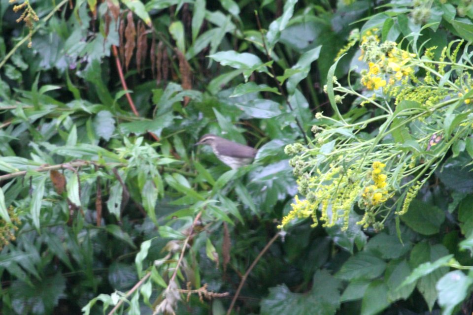 IMG 1601c Northern Waterthrush Hse Kankakee IL 9-7-2018