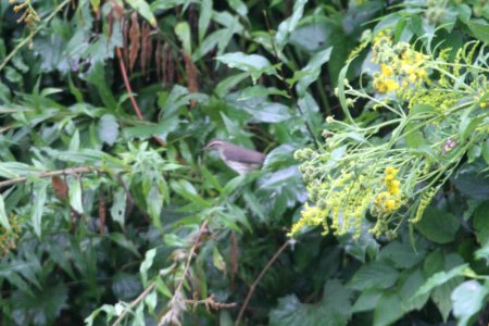 IMG 1601c Northern Waterthrush Hse Kankakee IL 9-7-2018