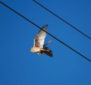 IMG 4184c American Kestrel Kankakee Co West IL 2-18-2017
