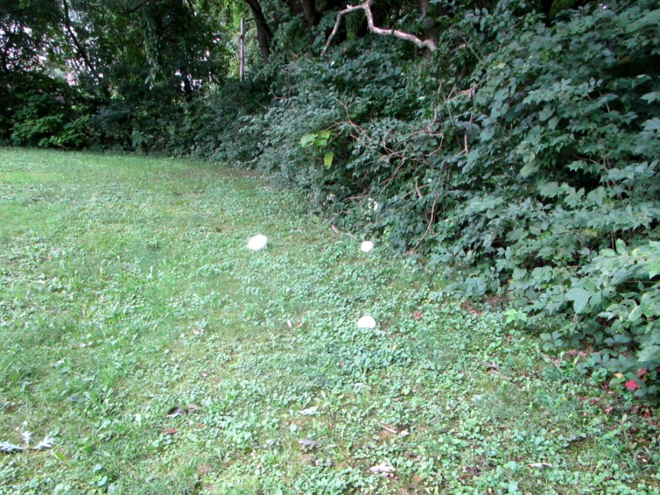 IMG 0347c Puffball LeVasseur Park Kankakee IL 9-8-2018