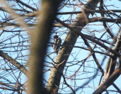 IMG 5051c Yellow-bellied Sapsucker Perry Farm Kankakee Co IL 3-24-2017