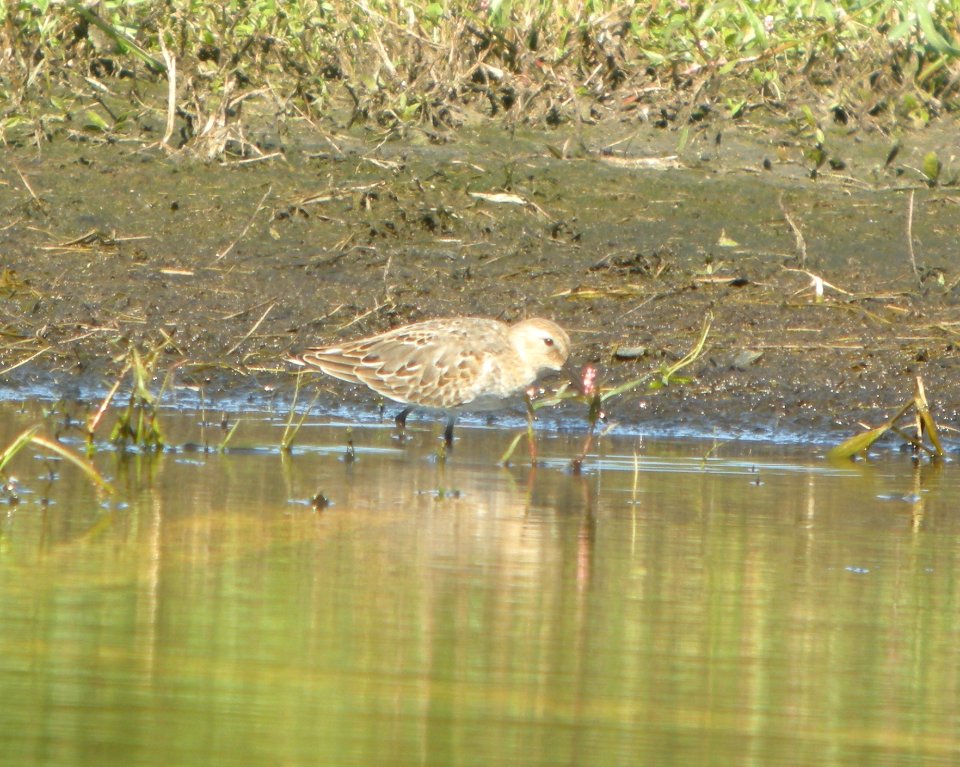 DSCN8310c- Dunlin Whispering Willows Area Kankakee Co IL 9-27-2016