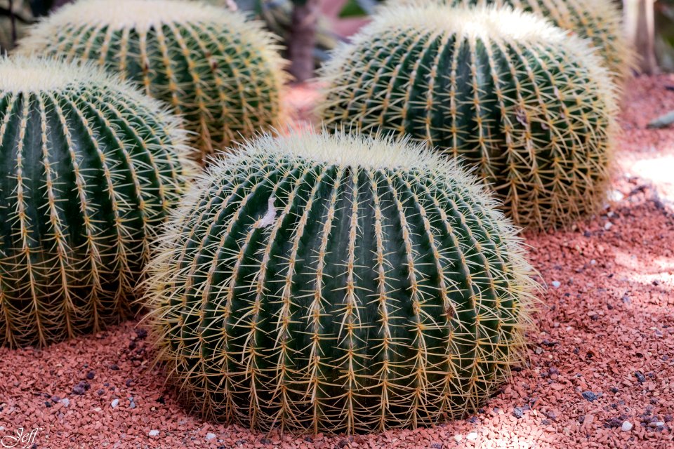 Terra botanica Angers Maine et Loire-137