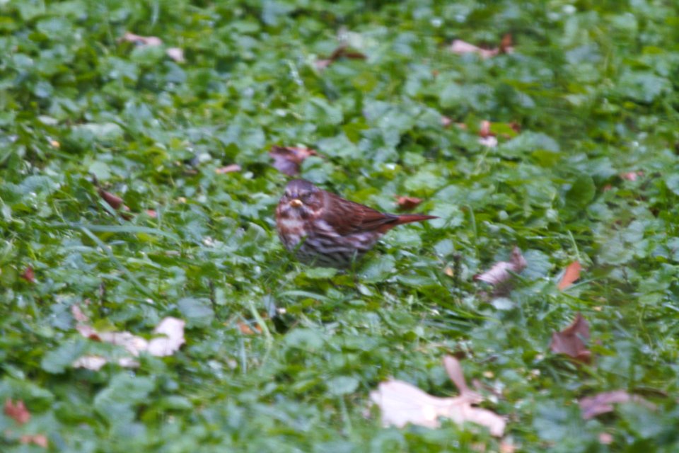 IMG 2658c Fox Sparrow Hse Kankakee IL 10-19-2018