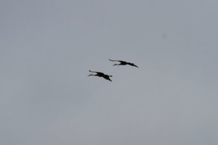 IMG 1928c Sandhill Crane Willow Slough FWA IN 9-24-2018