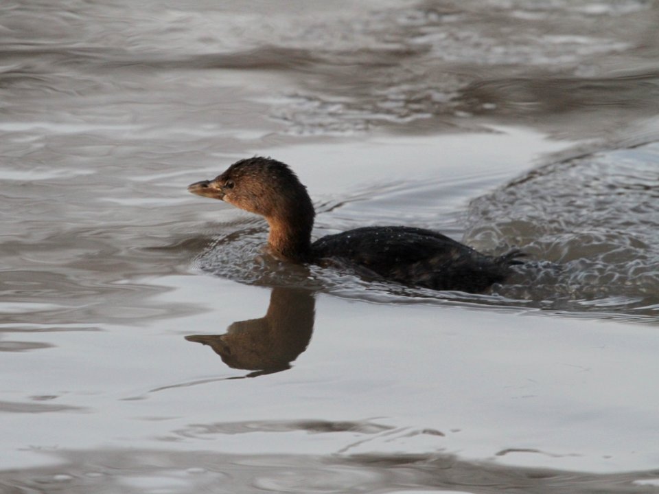 IMG 3524c Pied-billed Grebe Perry Farm Park Bourbonnais IL 1-13-2017