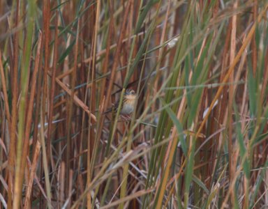 IMG 2459c Le Conte's Sparrow Whispering Willows Area Kankakee IL 11-26-2616