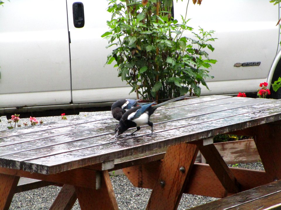 IMG 0273c Black-billed Magpie Seward-AK 8-19-2018