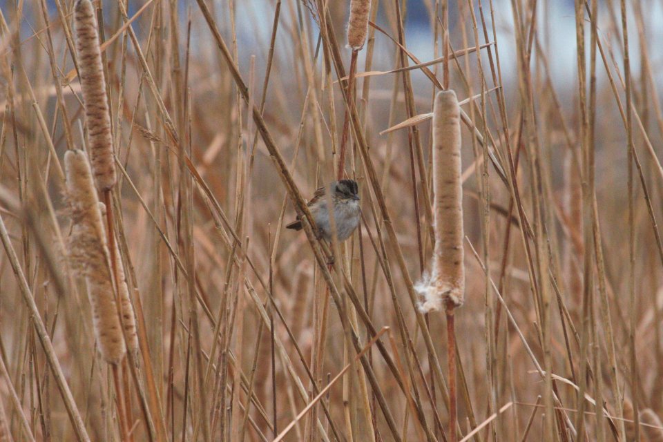 IMG 3454c Swamp Sparrow Willowhaven Area Kankakee Co IL 12-4-2018