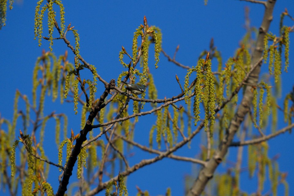 IMG 5771c Northern Parula Perry Farm Kankakee Co IL 4-12-2017