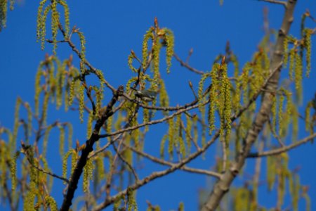 IMG 5771c Northern Parula Perry Farm Kankakee Co IL 4-12-2017