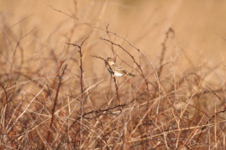 IMG 5599c Grasshopper Sparrow Pembroke Savannah Kankakee Co IL 10-11-2017