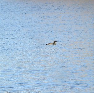 IMG 2798c Common Loon River Rd Park Kankakee IL 3-19-2017