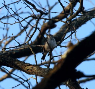 IMG 4074c Hermit Thrush Kankakee River SP Kankakee Co IL 2-14-2017