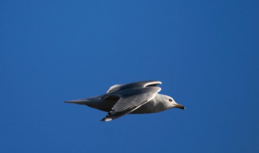 IMG 4712c Ring-billed Gull Beckman Park-Kankakee IL 3-8-2017
