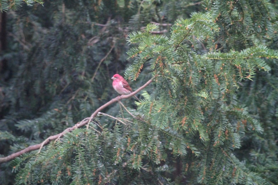 IMG 5581c Purple Finch Hse-Kankakee IL 4-10-2017