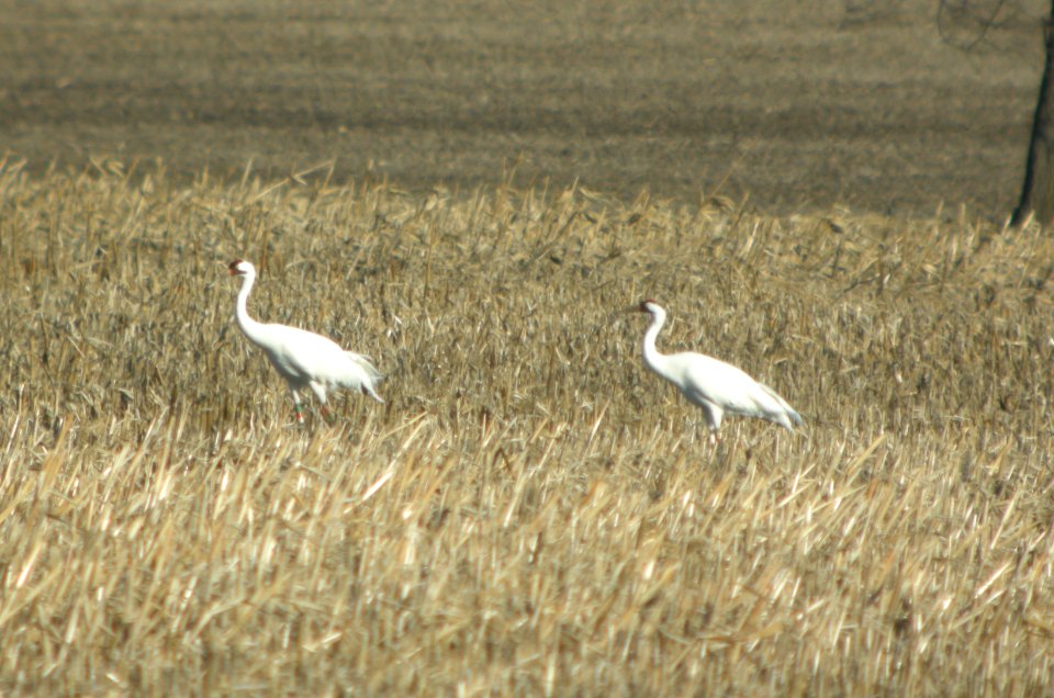 IMG 9679c Whooping Crane Kankakee Co IL 3-8-2017