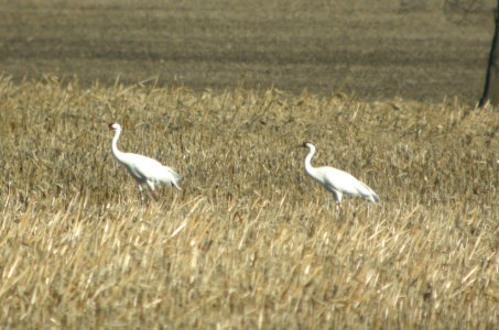IMG 9679c Whooping Crane Kankakee Co IL 3-8-2017