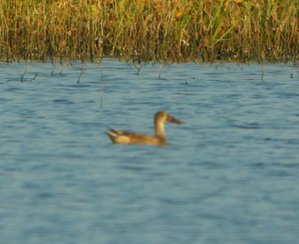 DSCN7933c Northern Shoveler Whispering Willows Area Kankakee Co IL 9-6-2016